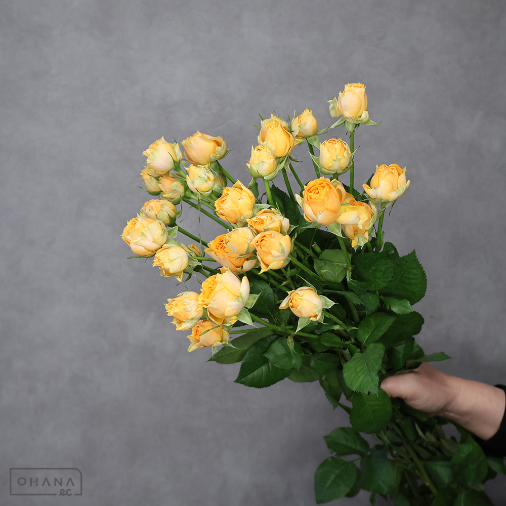 Ｓバラ　リマソール 花大 ※5本束　秀 70cm