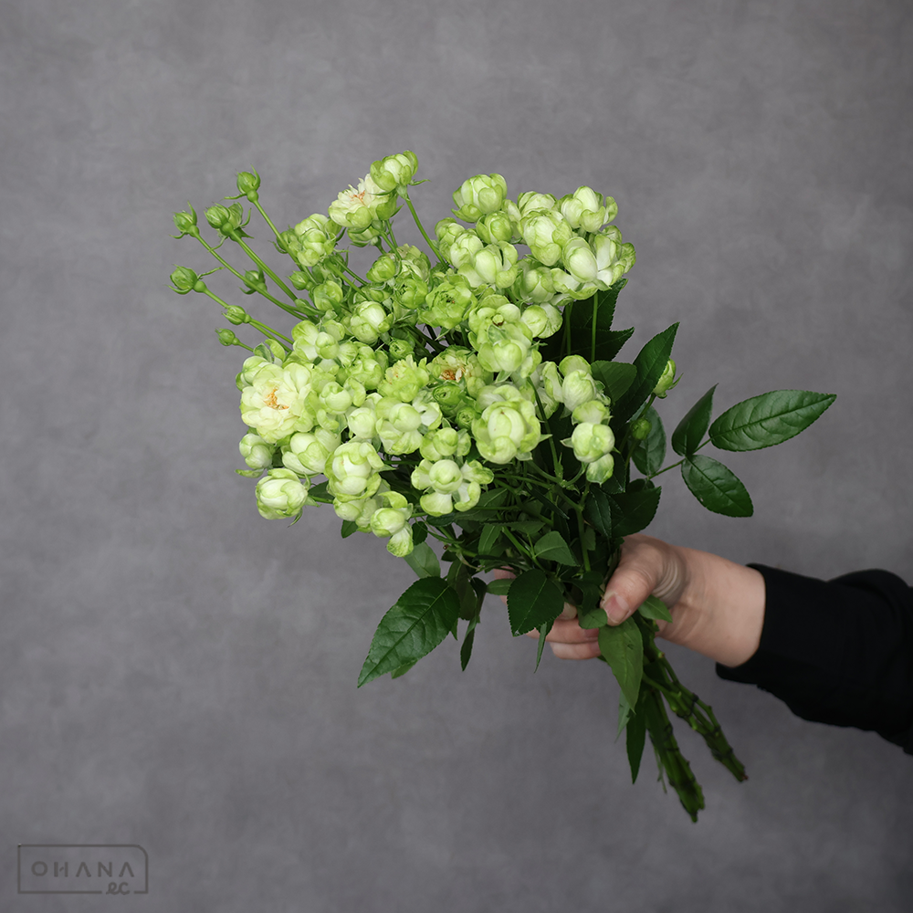 Ｓバラ　エクレール　 40cm