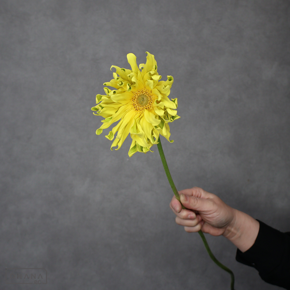 ガーベラ　パスタレモネード　１級