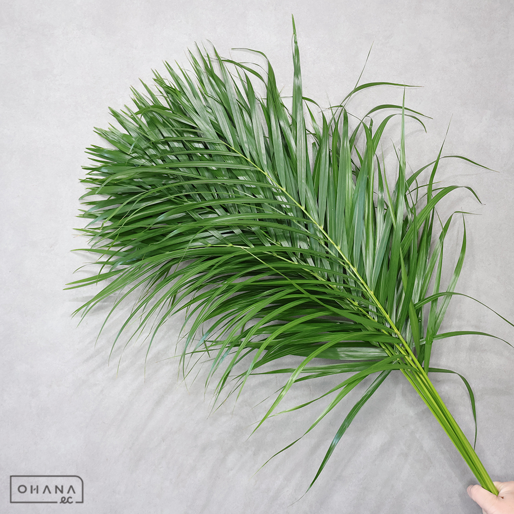 アレカヤシ　　Ａ Ｍ