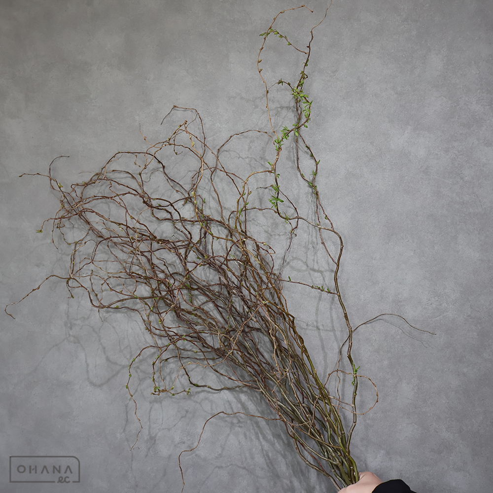 雲竜柳　秀 120cm