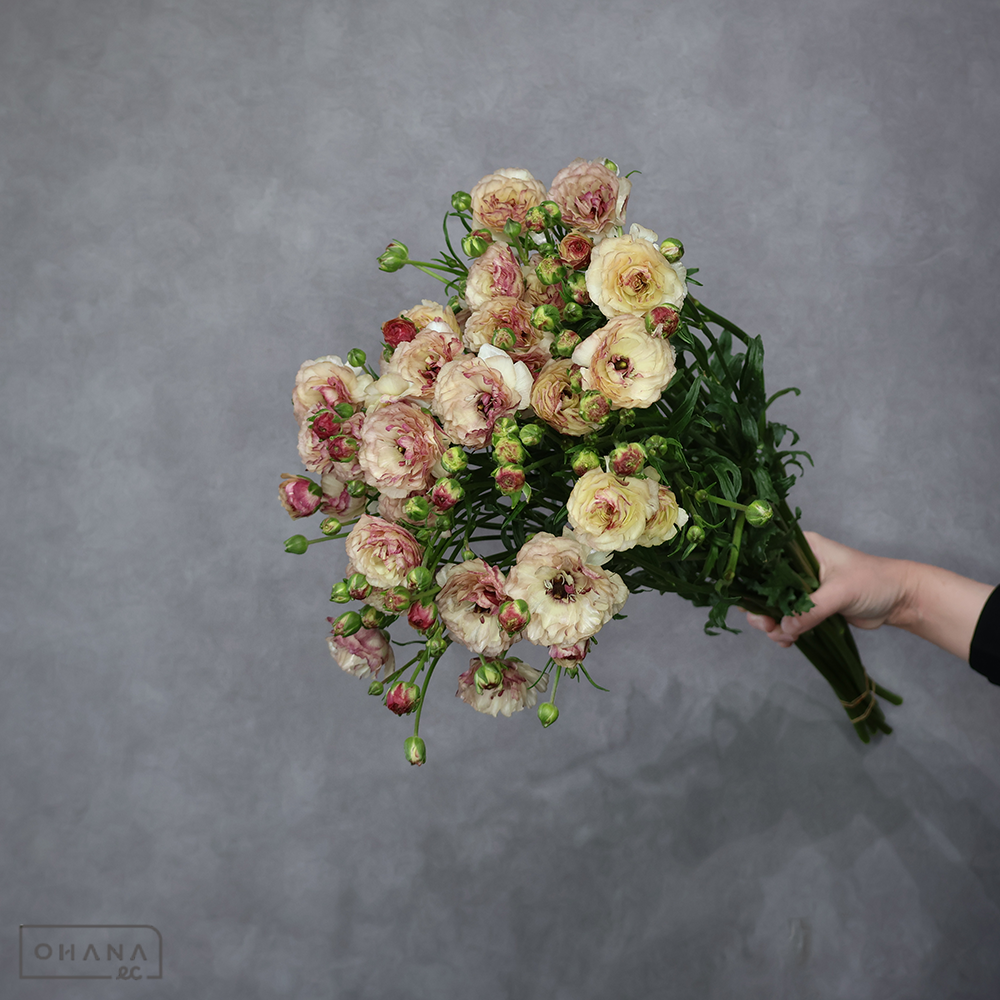 ラナンキュラス　ラックス　アイオリア　秀 60-50