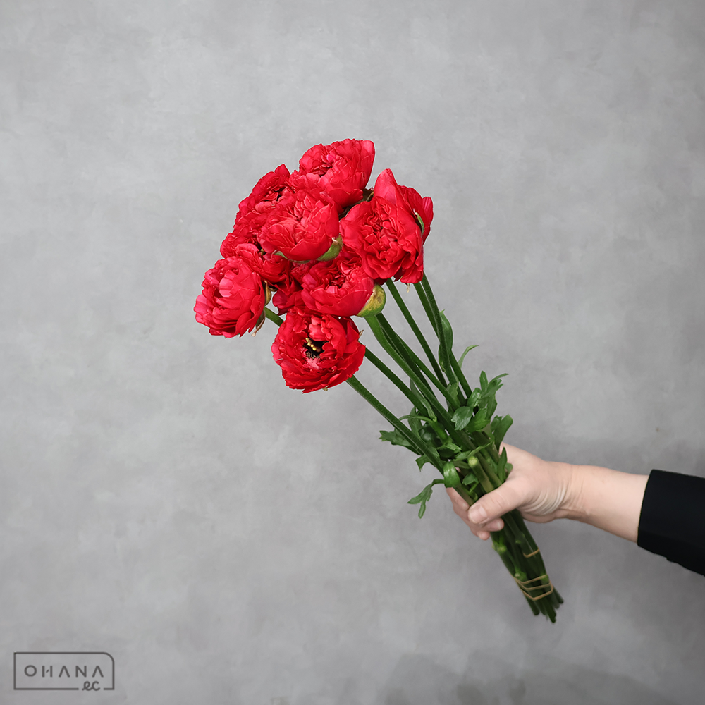 ラナンキュラス　シャルロットレッド　秀 50cm