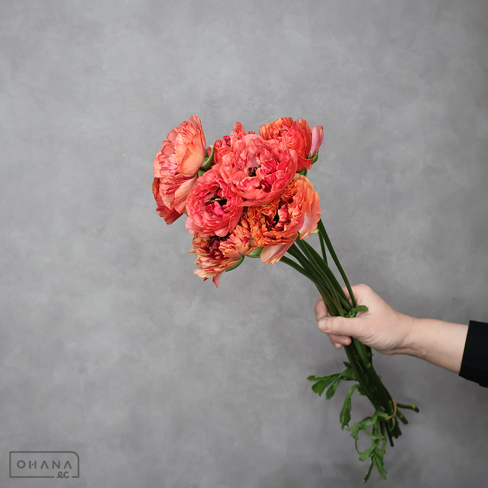 ラナンキュラス　シャルロットオレンジ　秀 50cm