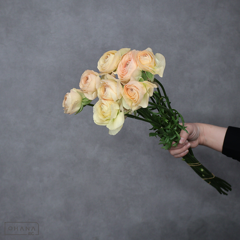 ラナンキュラス 　東雲　優 50cm