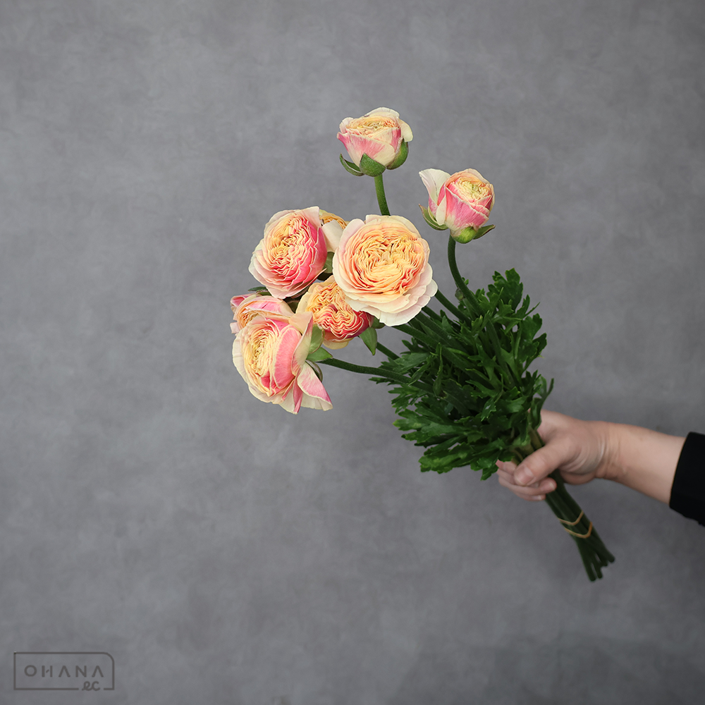 ラナンキュラス     こはる　優 50cm