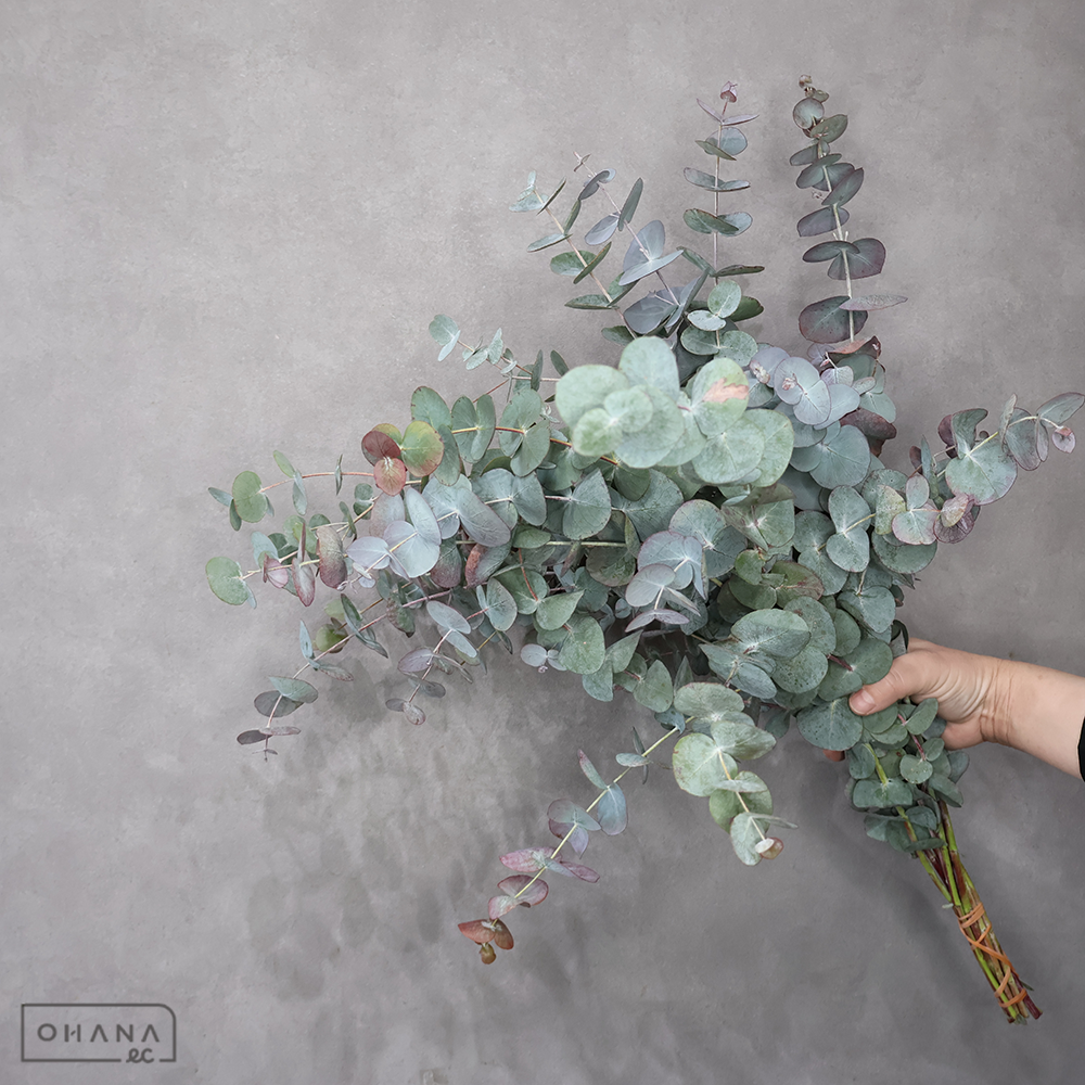 ユーカリ　シネレア ※SP/スジ 混ざり 60cm