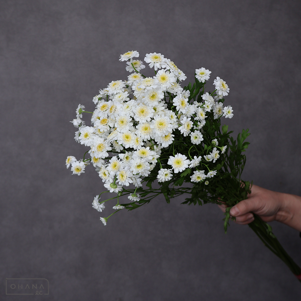 マトリカリア　ダブルラテ　 70cm