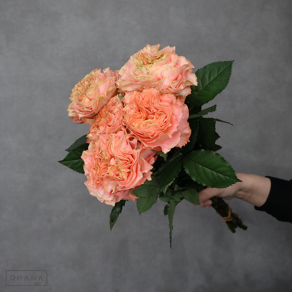 バラオレンジ　リビングコーラル　オープン ※5本束　 50cm ｵｰﾌﾟﾝ