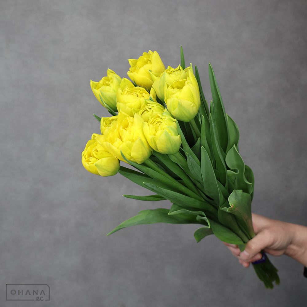 チューリップ八重　黄　リムジン　秀2L