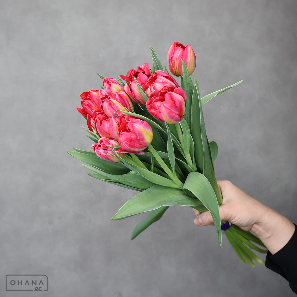 チューリップ八重　ピンク　フラッシュポイント　秀2L