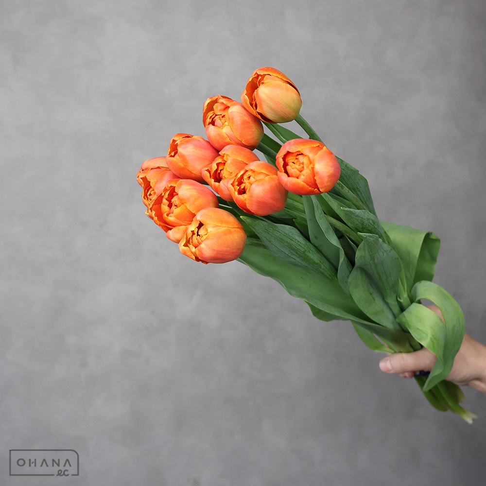 チューリップ八重　オレンジ　アイコーン　秀2L 45cm