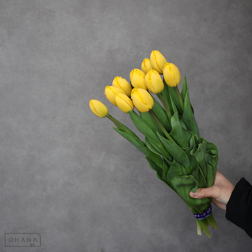 チューリップ黄　クリスタルスター（フリンジ）　秀2L 45cm