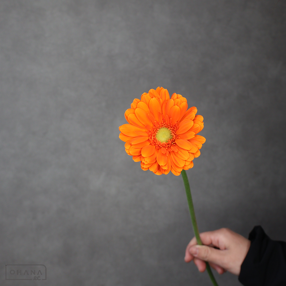 ガーベラ大輪オレンジ　エウレカ ※15本束　L