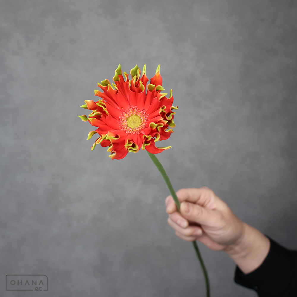 ガーベラ　ＰＮリベロ ※10本束　L