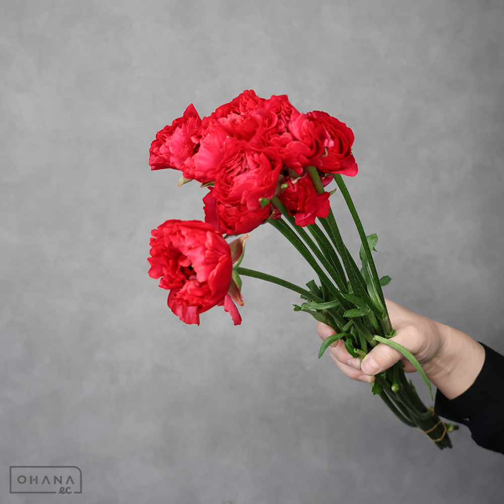 ラナンキュラス　シャルロット レッド 秀 50cm .