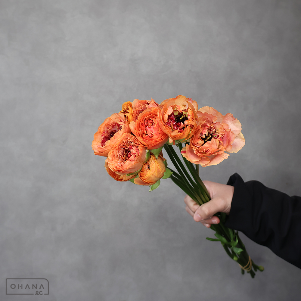 ラナンキュラス　シャルロット オレンジ 秀 50cm .