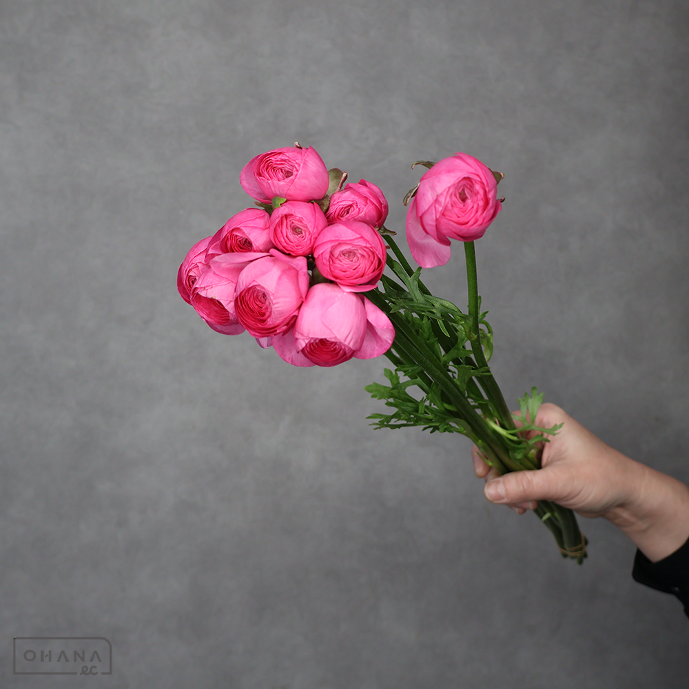 ラナンキュラス　エムピュアピンク 秀 50cm