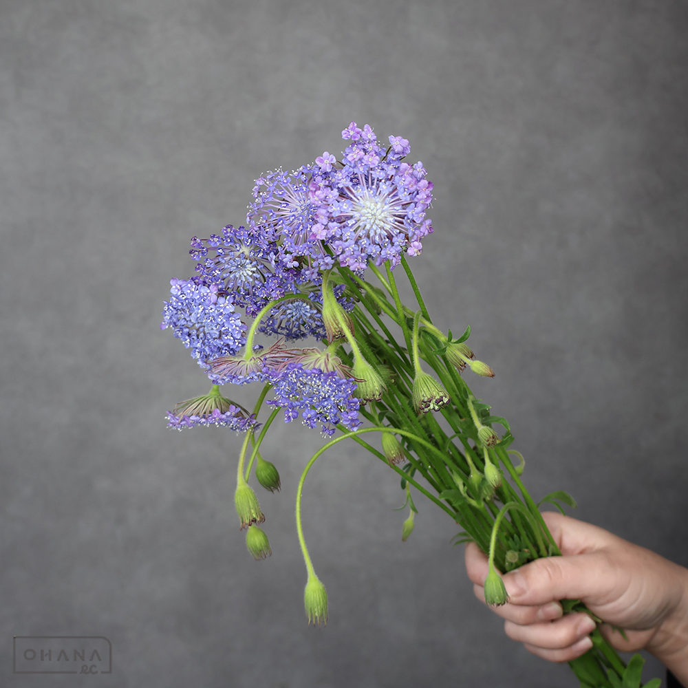 ブルーレースフラワー　ブルー 40-50cm