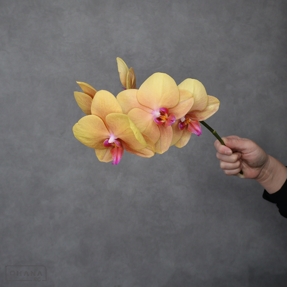 ミディコチョウラン　ワンダ 優 5本