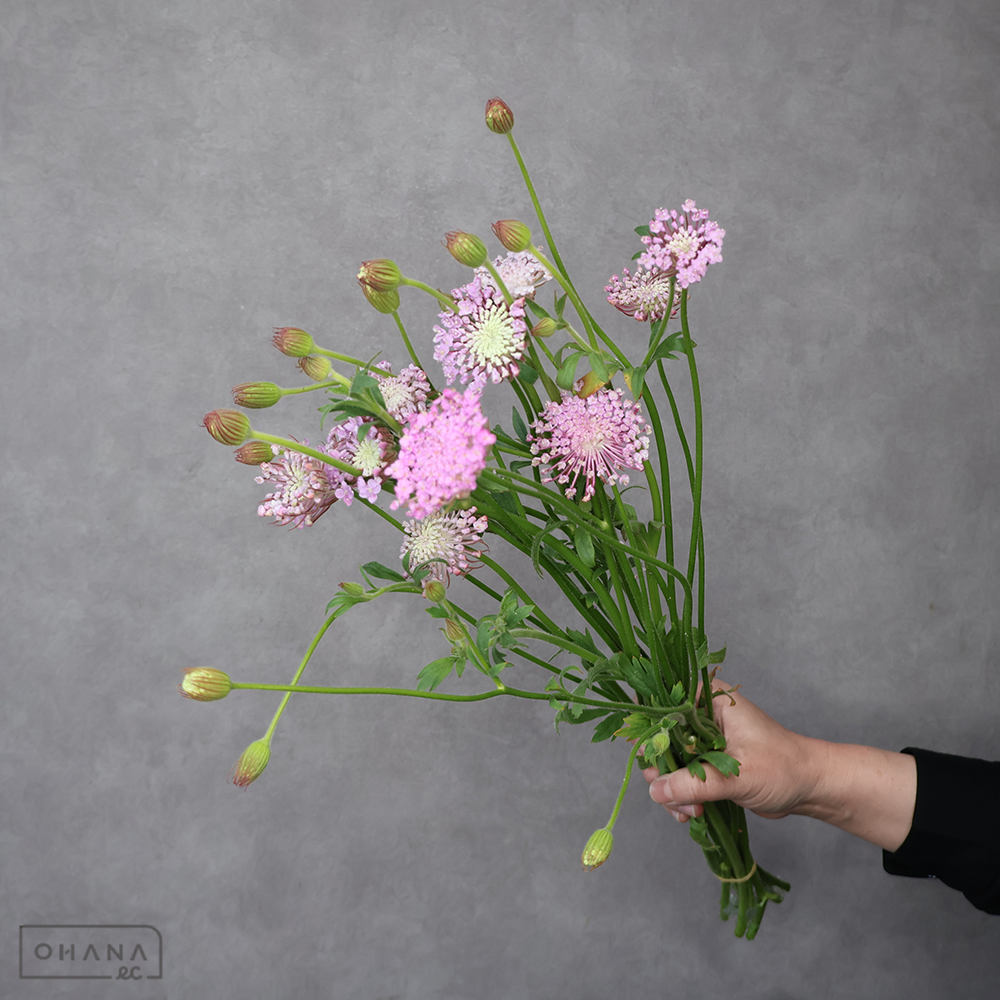 ブルーレースフラワー　ピンク 秀 40cm