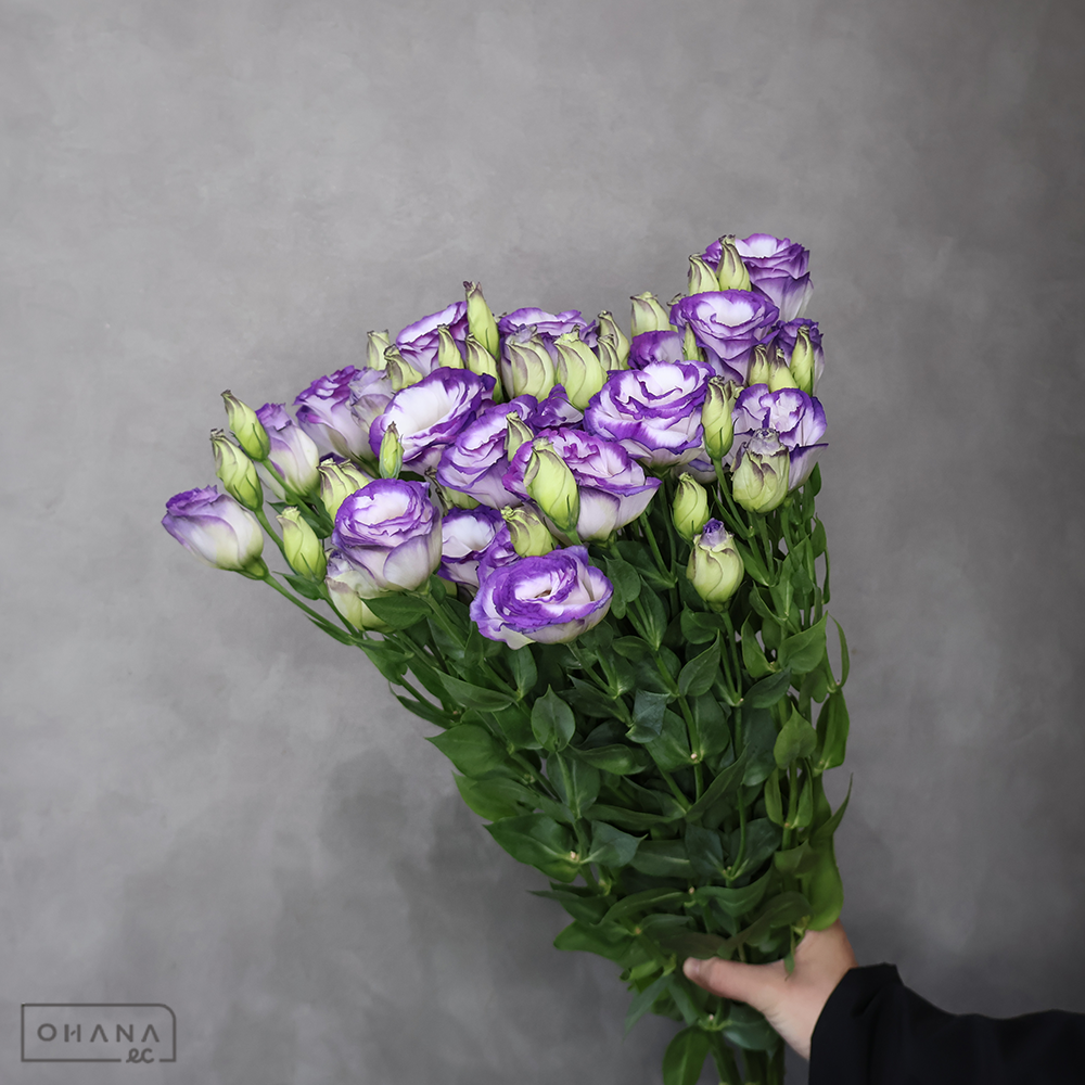 トルコ桔梗　渚Ｂ 70cm ４Ｆ