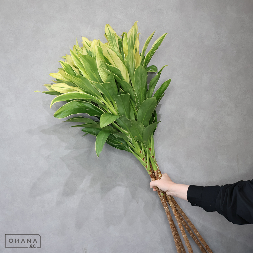 ドラセナ　ハクバ 特 ２Ｌ 110ｃm