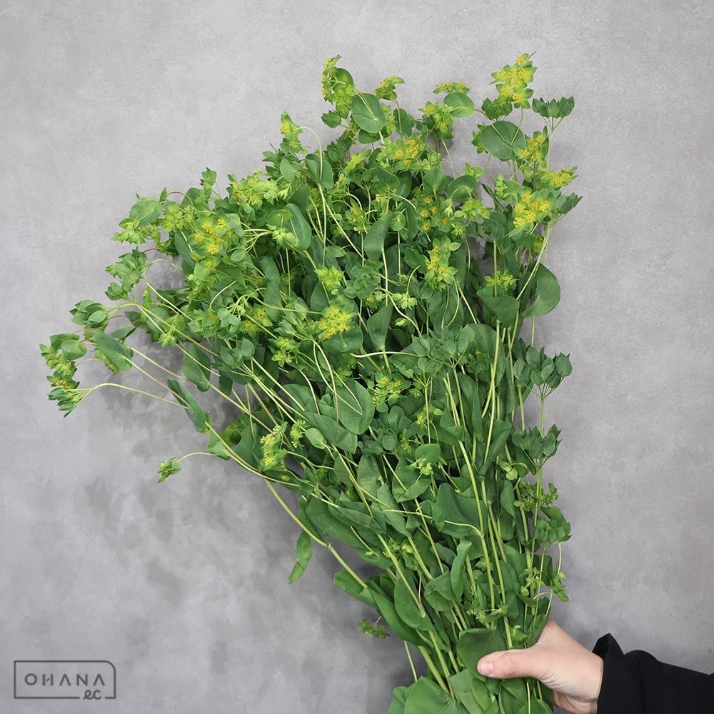 ブプレウラム　 90cm