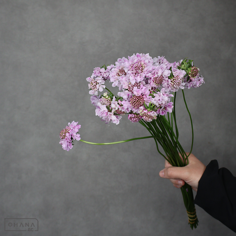 スカビオサ　ミミラベンダー 40cm  ※25本束