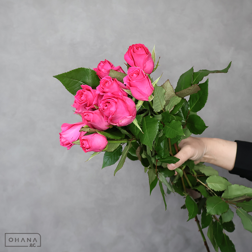 バラ　フェリシタル ※15本束 55cm