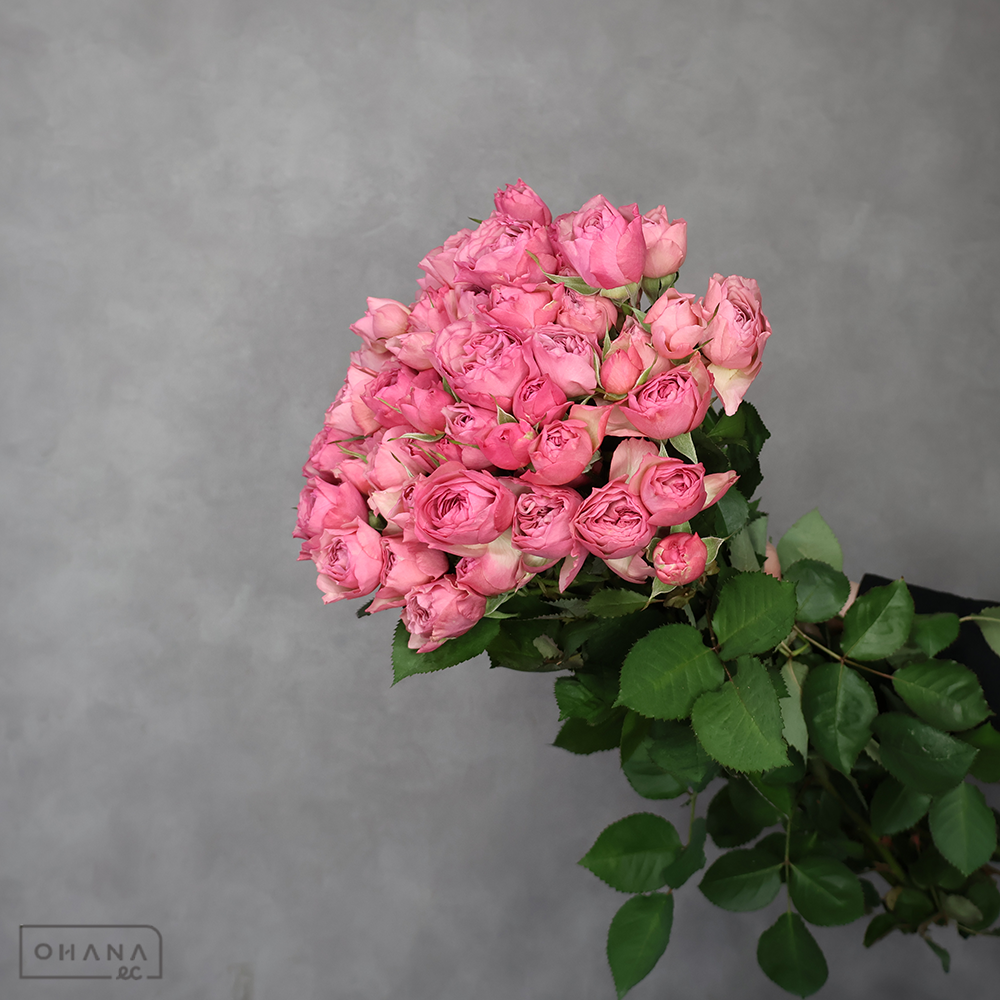 ＳＰばら　モーブティアラ 45cm