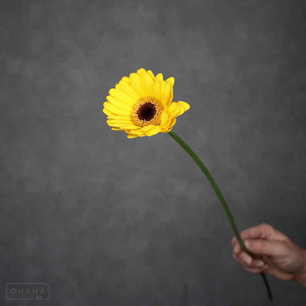 ガーベラ　セーラ 秀 ２Ｌ