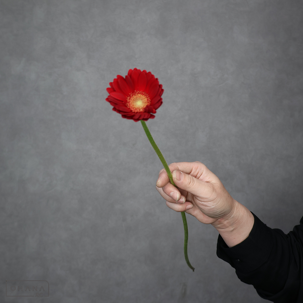 ガーベラ　ポムケーキ 秀 ２Ｌ ※24本束