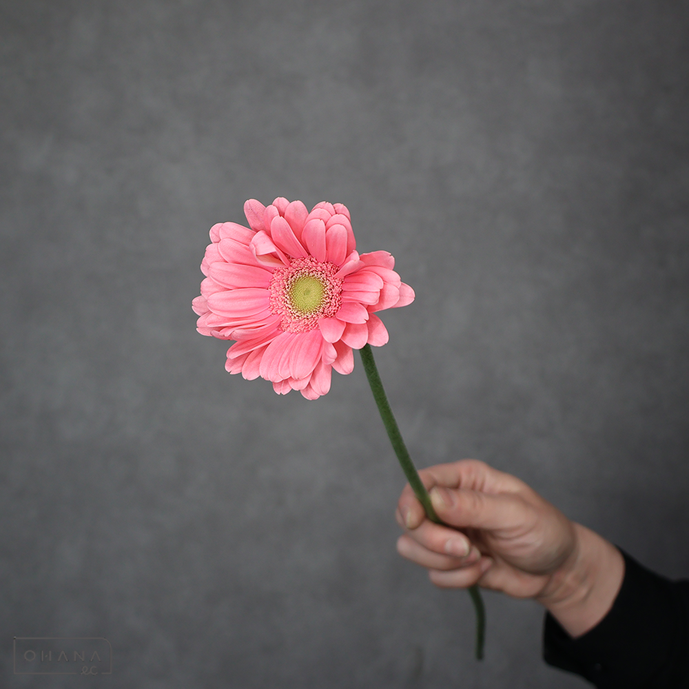 ガーベラ　グアバケーキ 秀