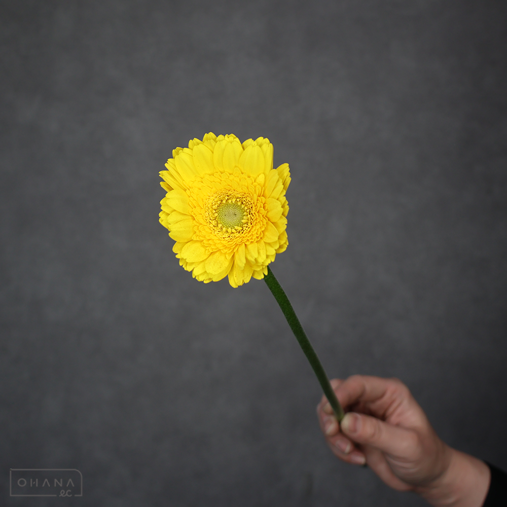 ガーベラ　サンデー 秀