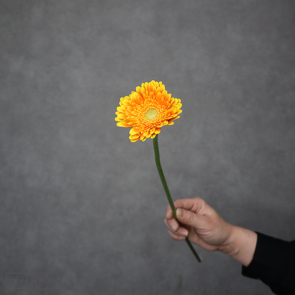 ガーベラ　コロナ 秀