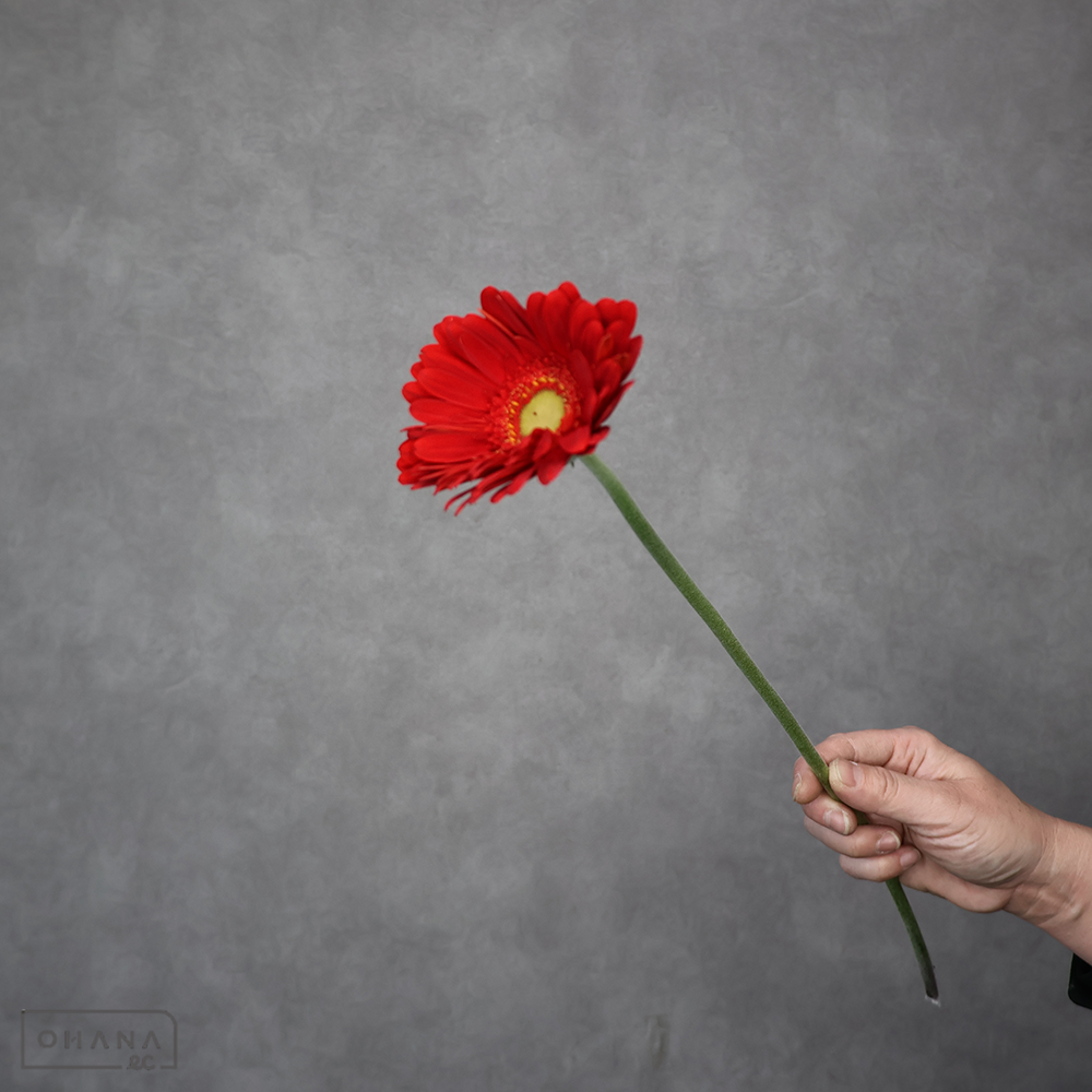 ガーベラ　ハイライト 秀 ２Ｌ