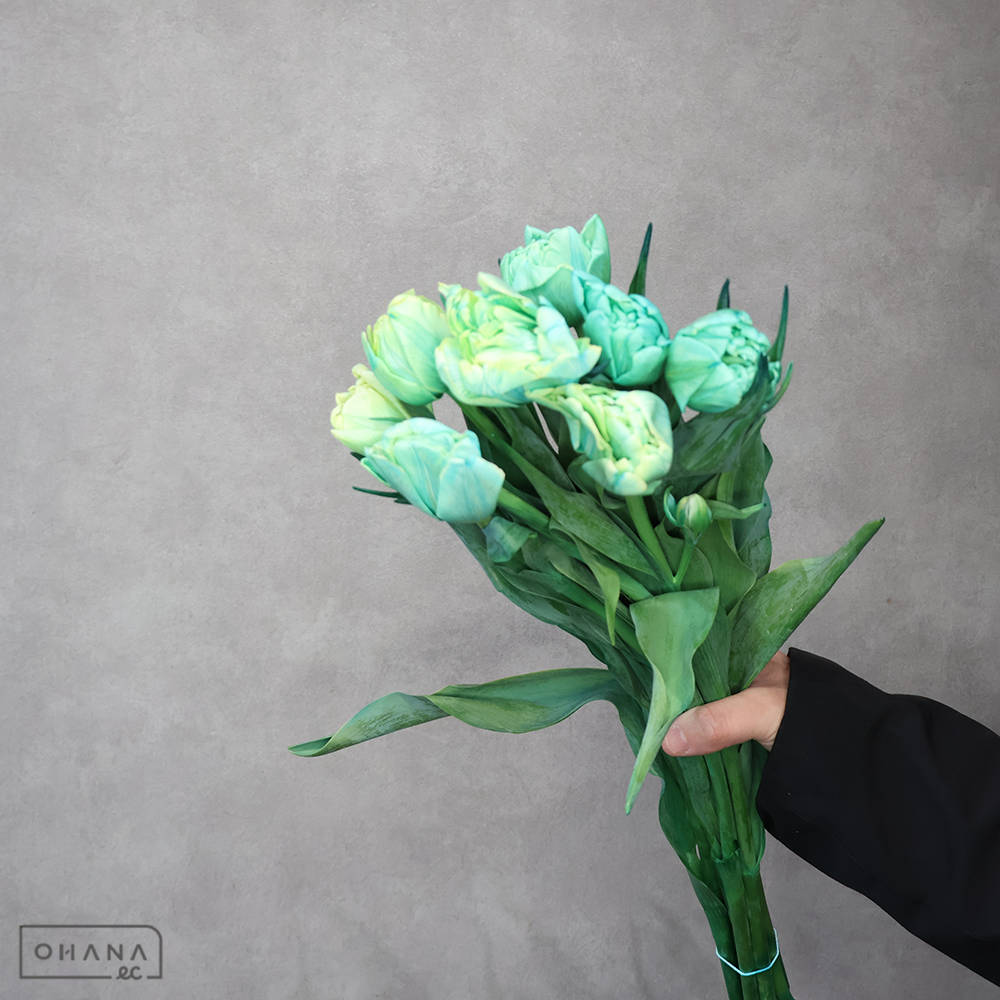 チューリップ 染め八重ブルー　秀2L