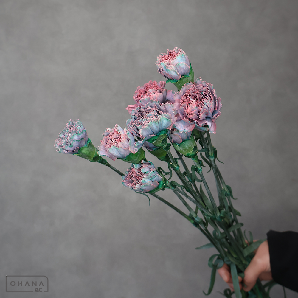 カーネーション ティントモモ ①