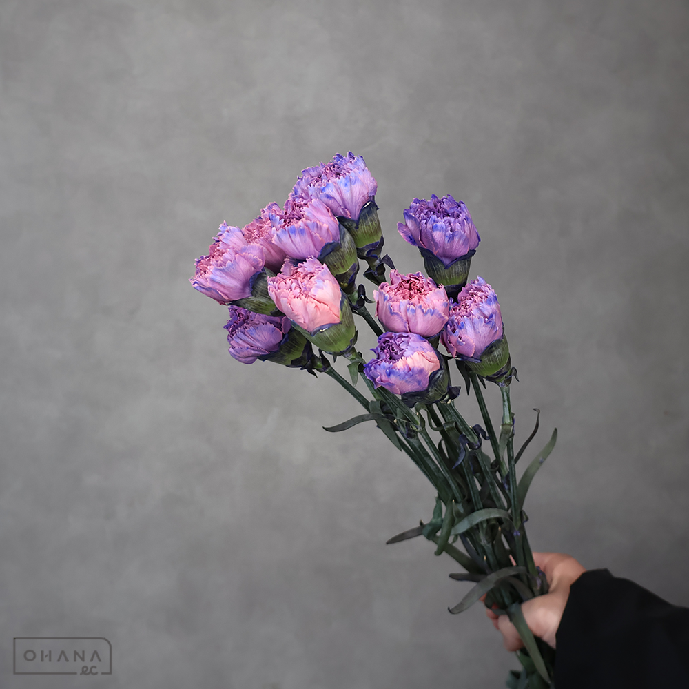 カーネーション ティントモモ ②