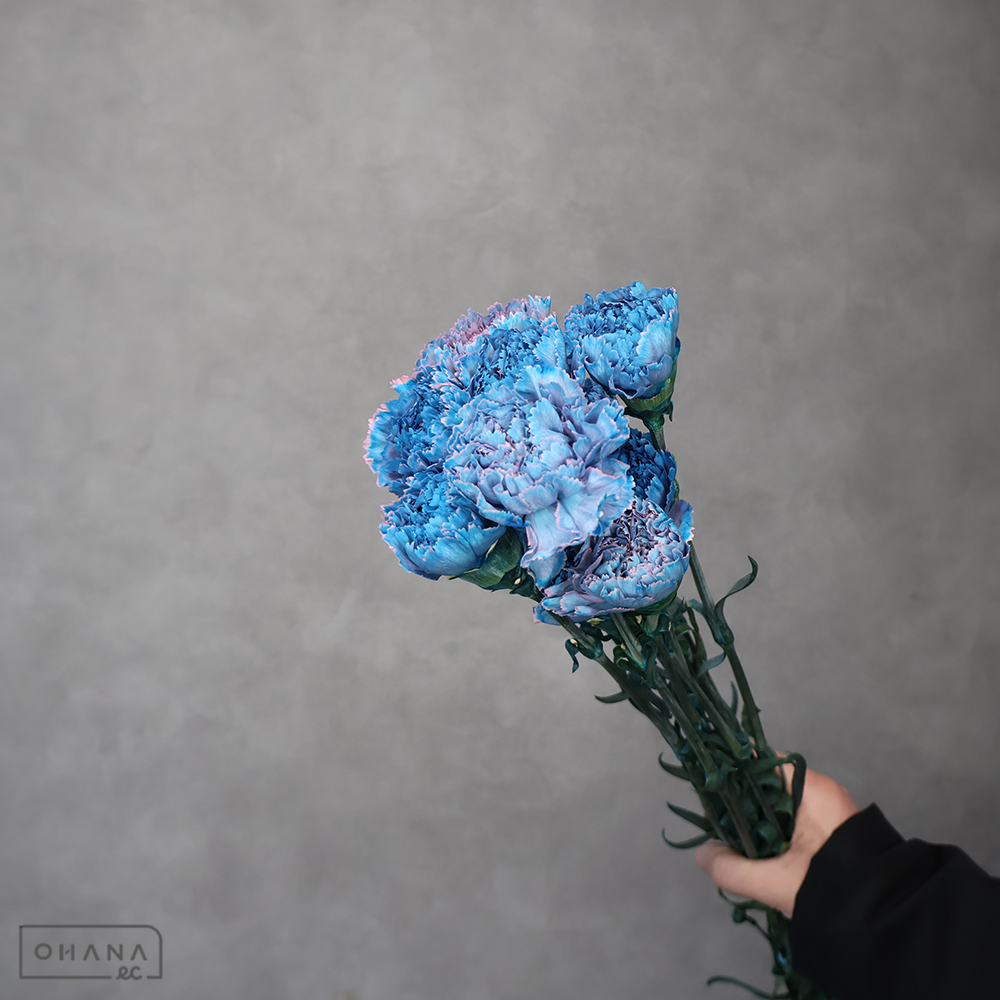 カーネーション ティントモモ ③