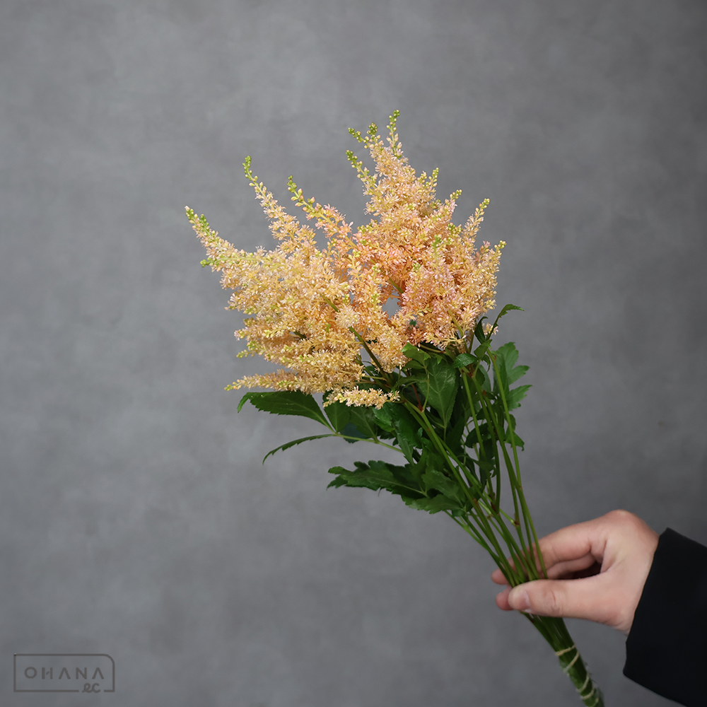 アスチルベ  染アプリコット　40cm