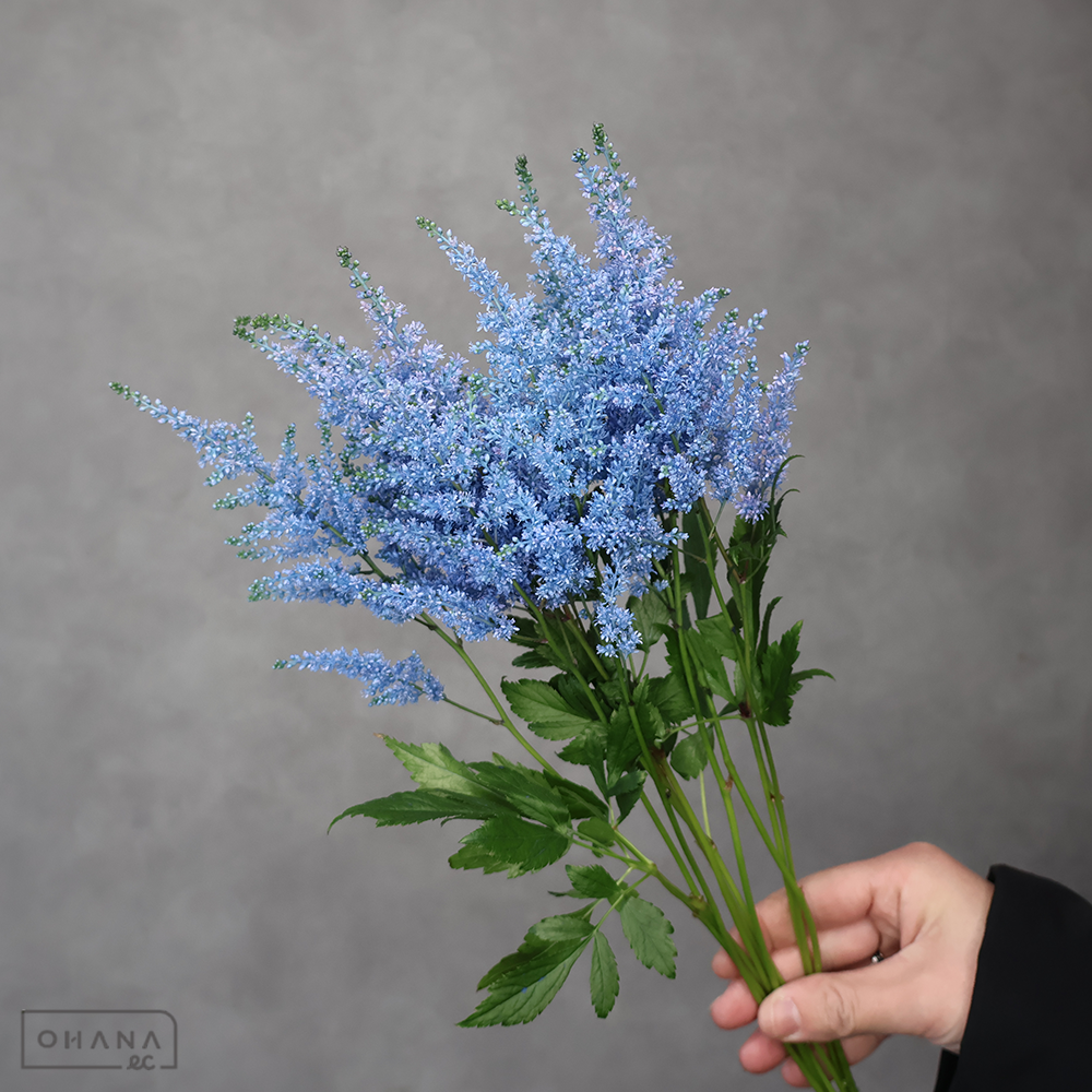 アスチルベ  染アイブルー　40cm