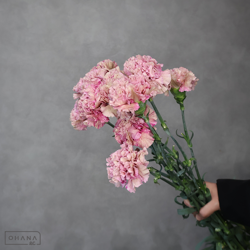 カーネーション バビロン　70cm