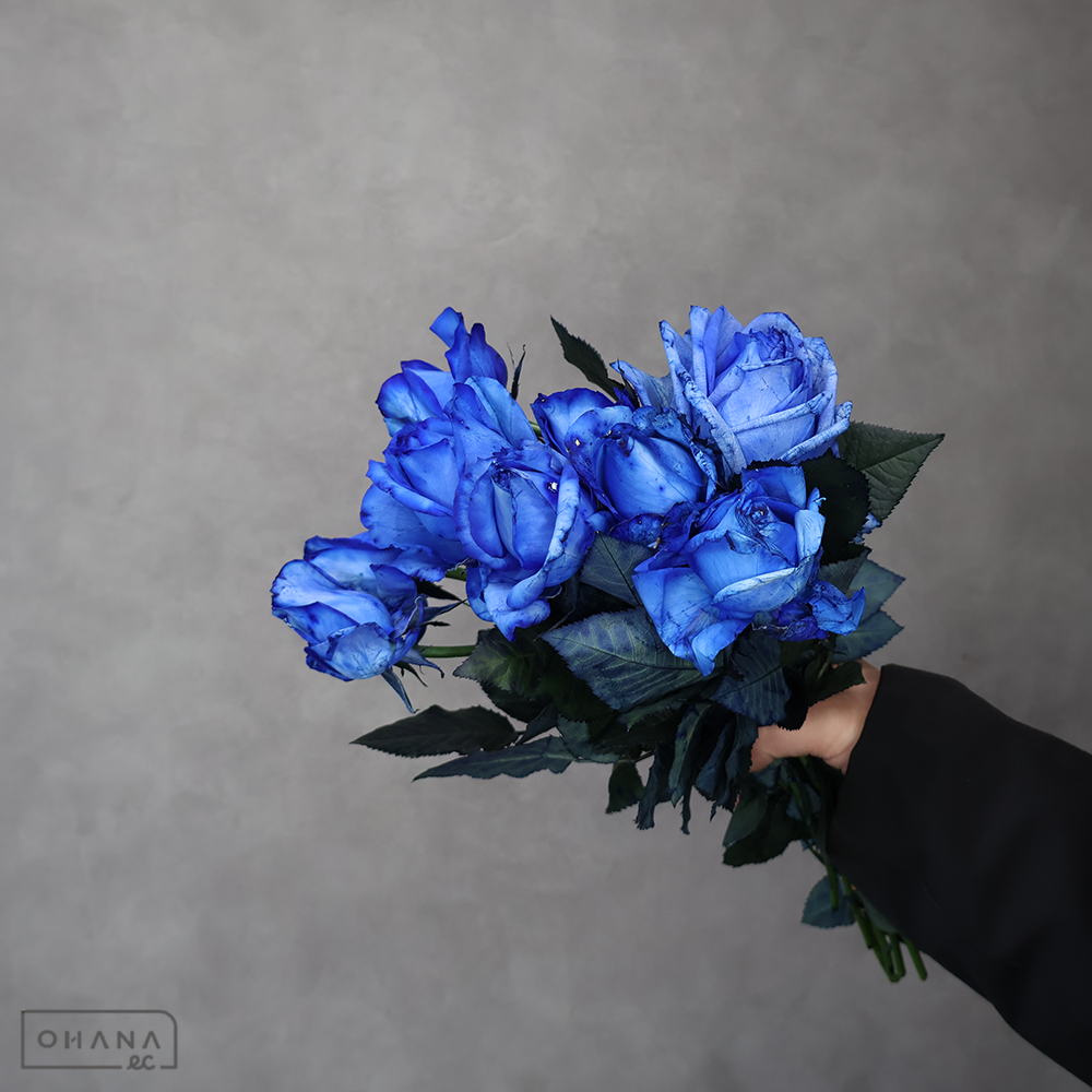 バラ 染ロイヤルブルー　40~45cm