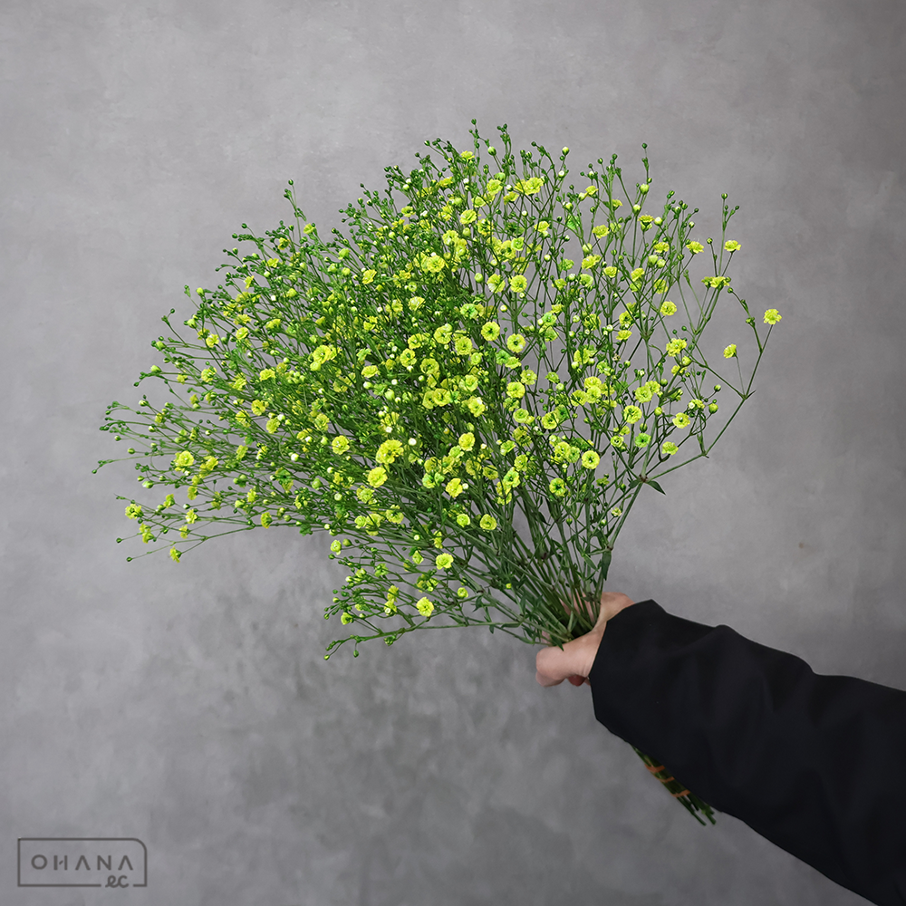 カスミソウ 染 グリーン　優50cm