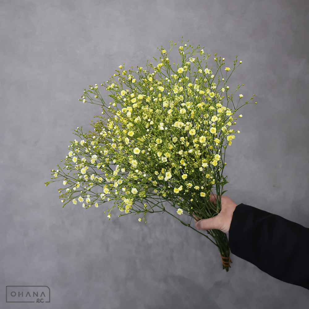 カスミソウ 染 イエロー　優50cm