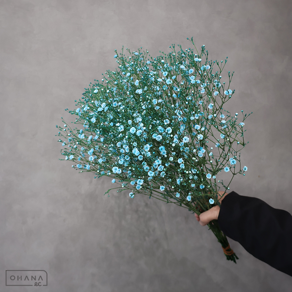 カスミソウ 染 ブルー　優50cm