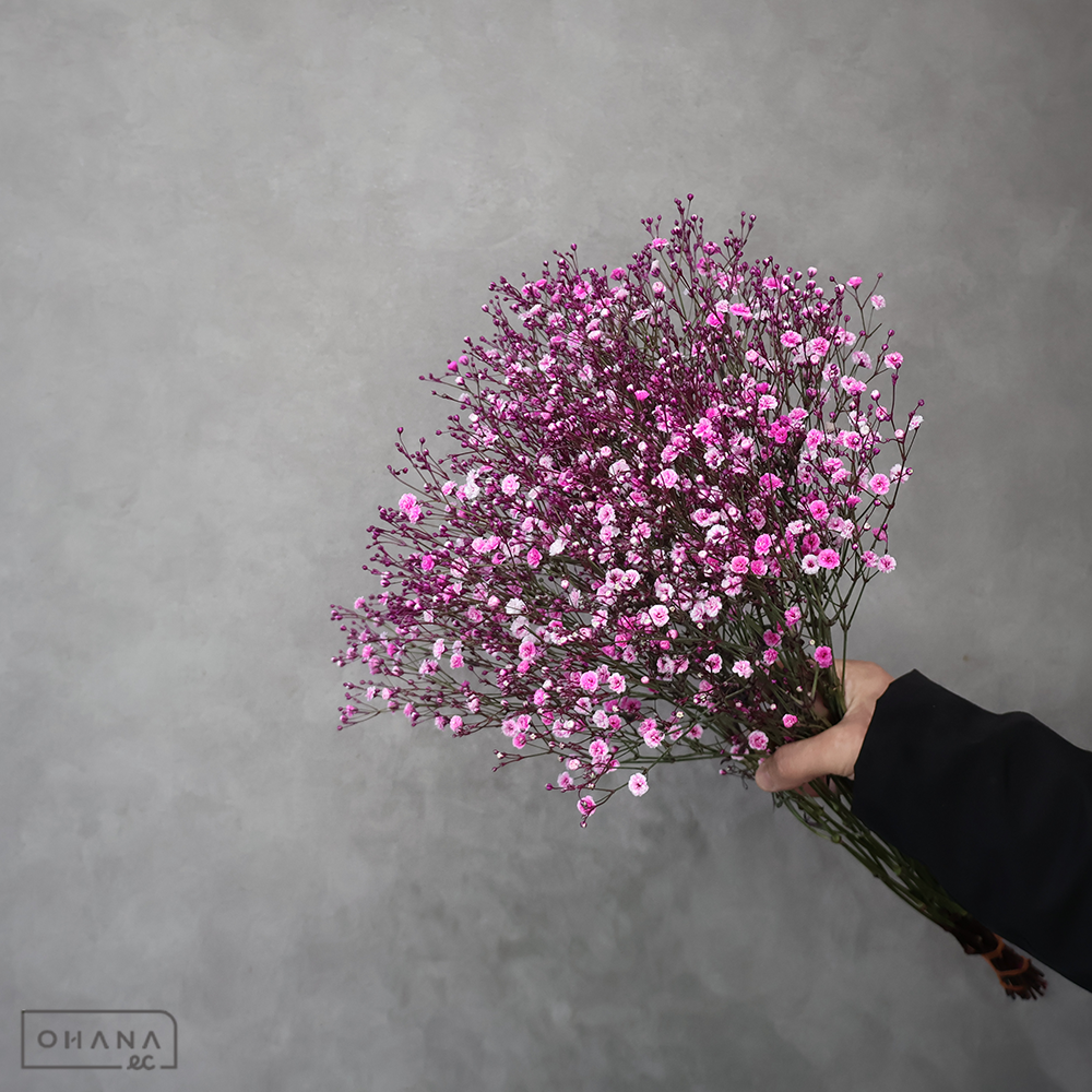 カスミソウ 染 ピンク　優50cm