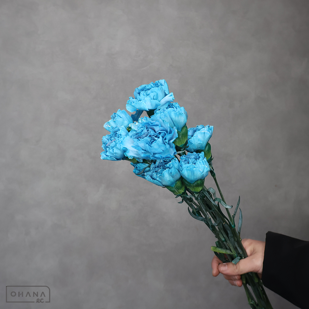 カーネーション 染 ①　ｾﾚｸﾄ 70cm